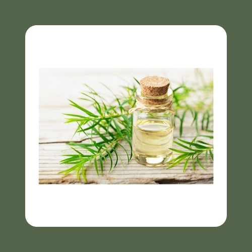 Tea Tree Oil