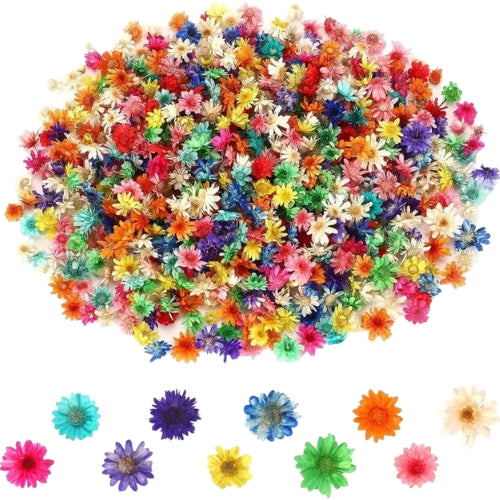 Mini Dried Flowers