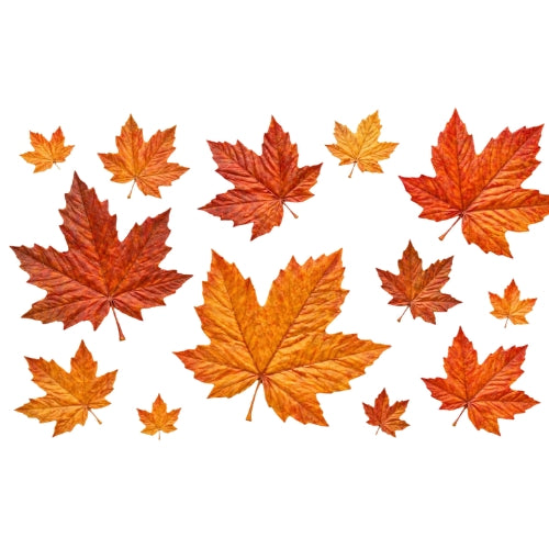 Maple Leaves