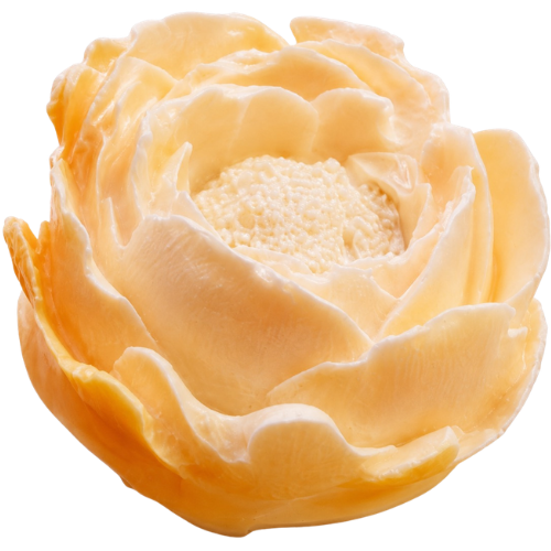 Camelia Flower