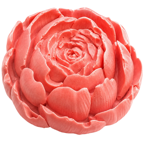 Garden Rose Flower