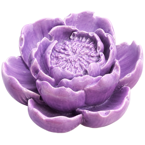 Water Lili Flower