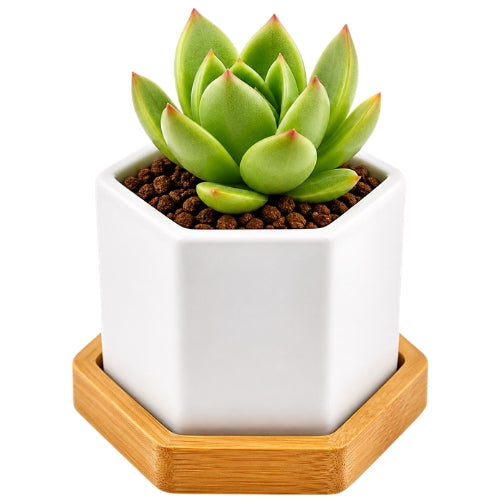 Hexagon Jar with Coaster