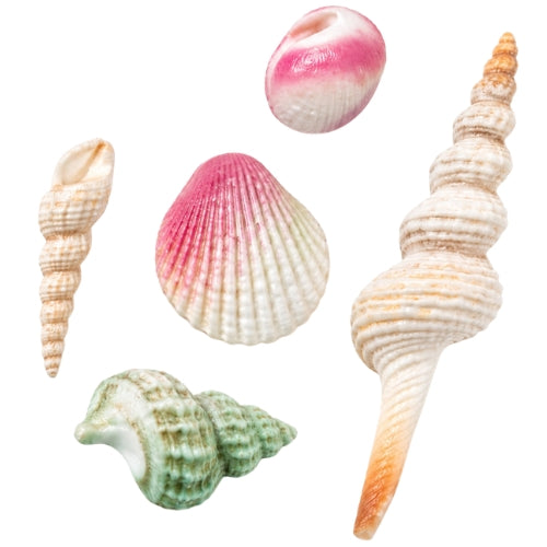 Seashells (Mini)