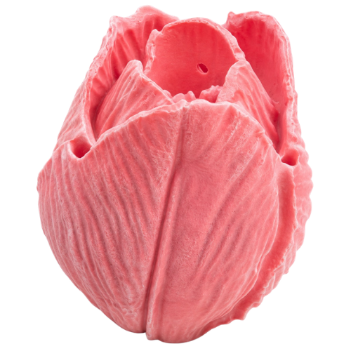 Tulip Flower